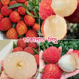 পাঁচটি চারা মিলে একটি কম্বো